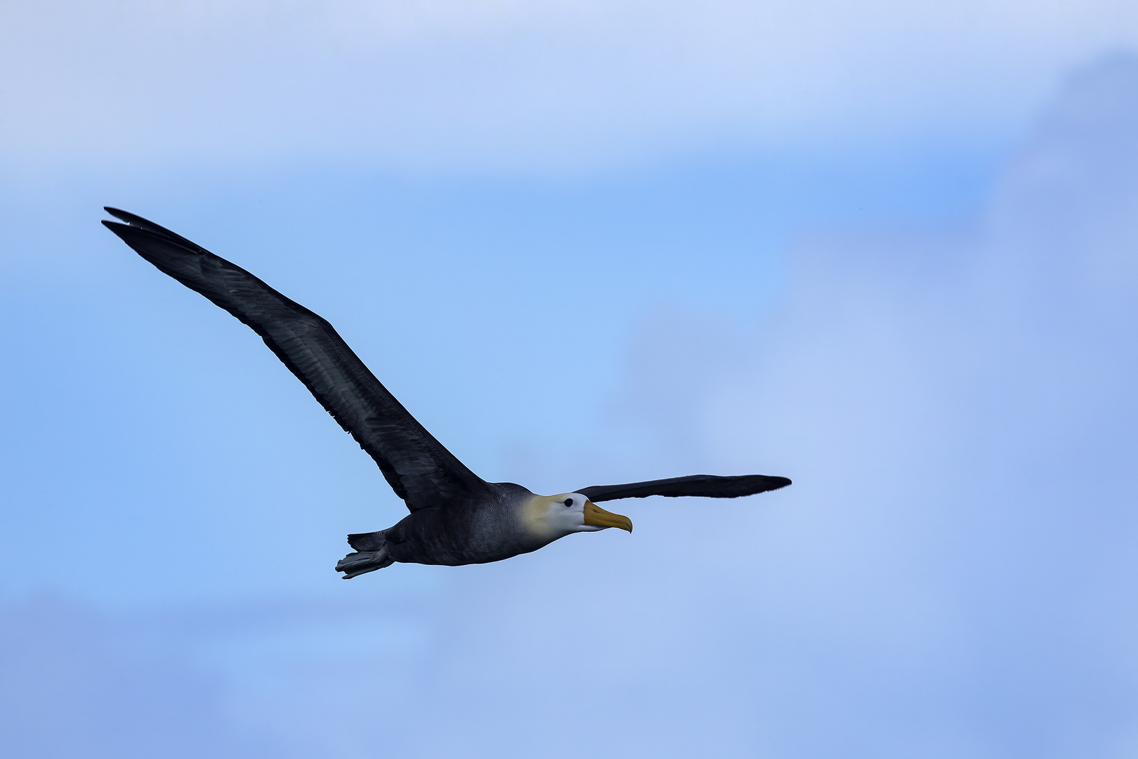 albatros en vol