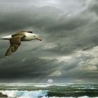 Albatros Flug über das Meer