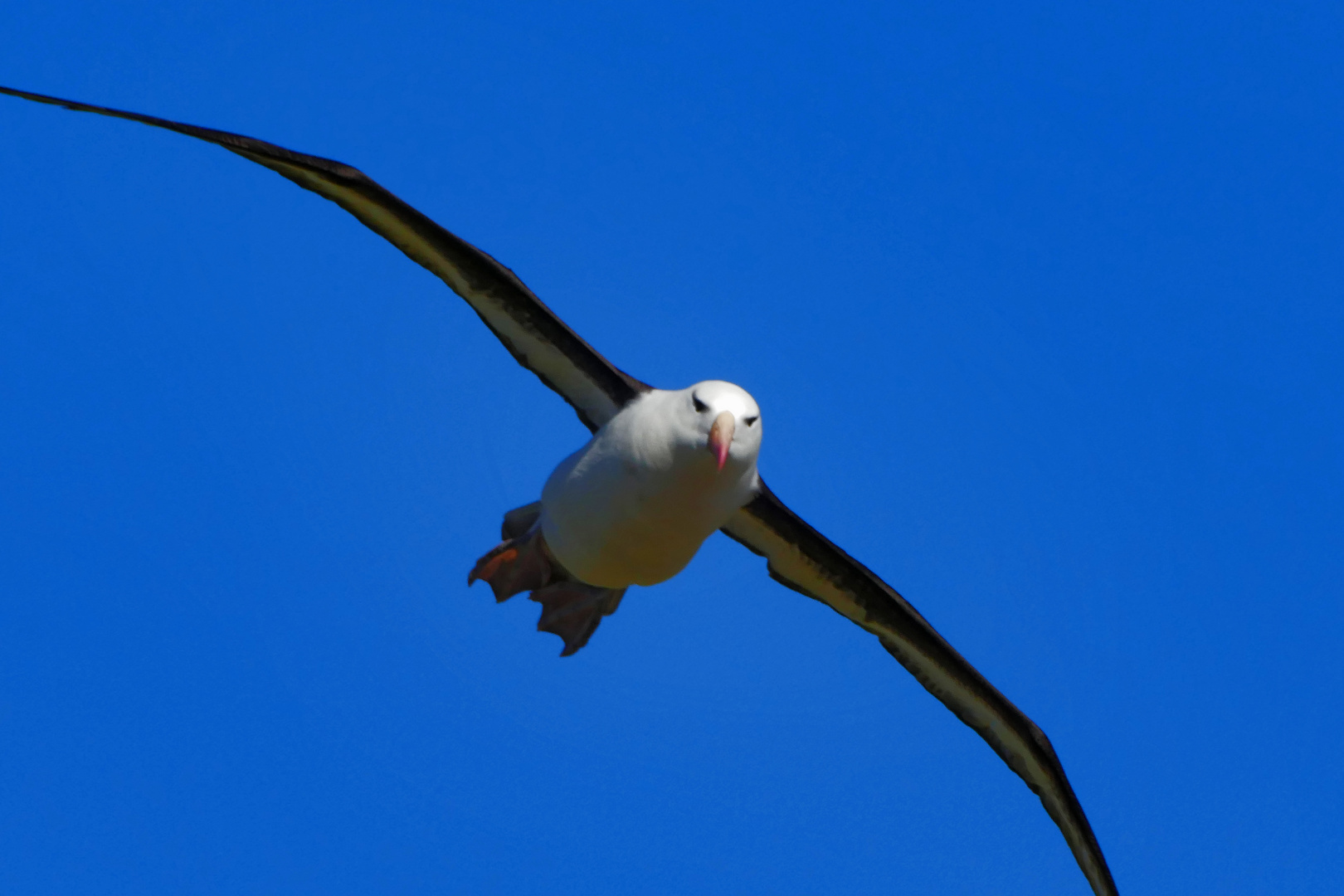 Albatros - Flugstudie