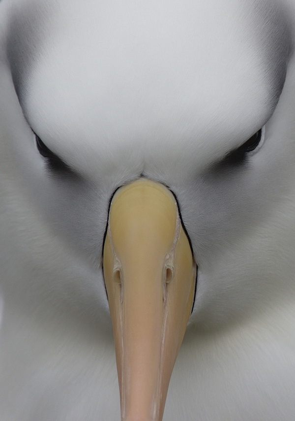 Albatros frontal