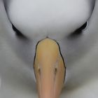 Albatros frontal