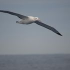 Albatros I