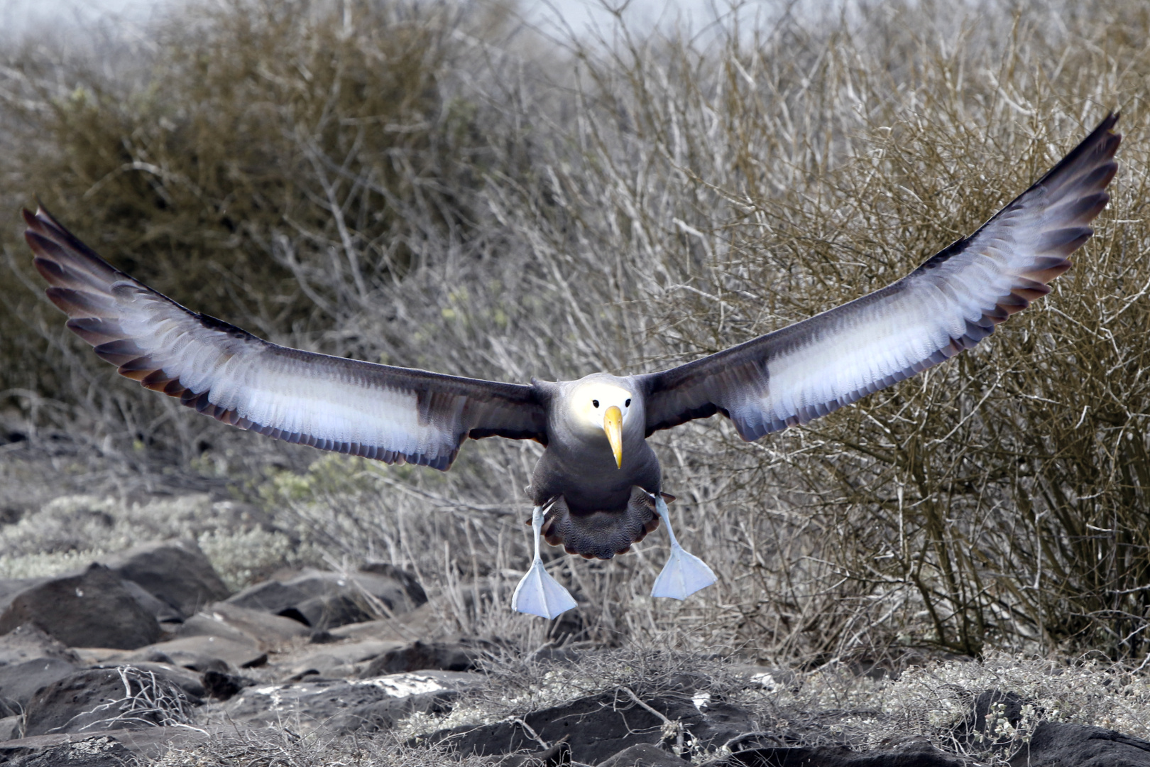 Albatros im Anflug