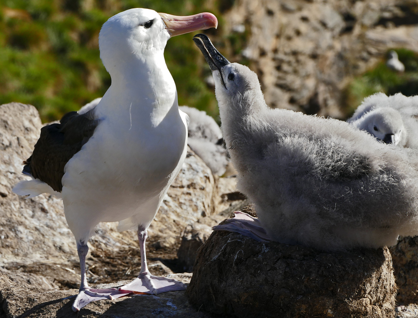 Albatros Mami und Küken bei der Fütterungszermonie