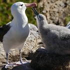 Albatros Mami und Küken bei der Fütterungszermonie