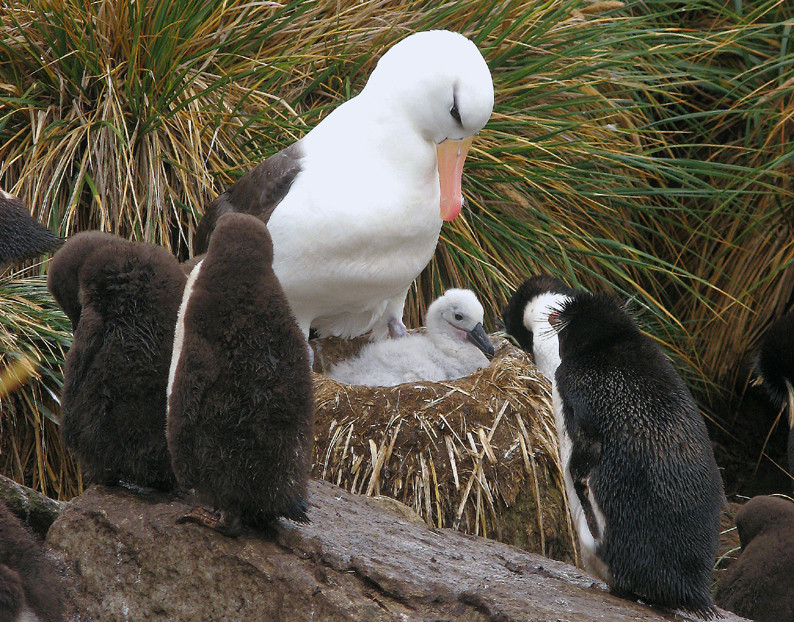 Albatros mit Nachwuchs
