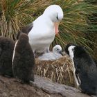 Albatros mit Nachwuchs
