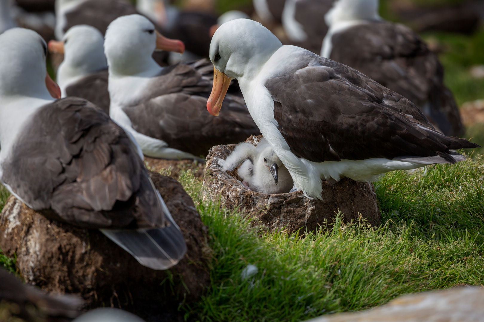 Albatros Nachwuchs