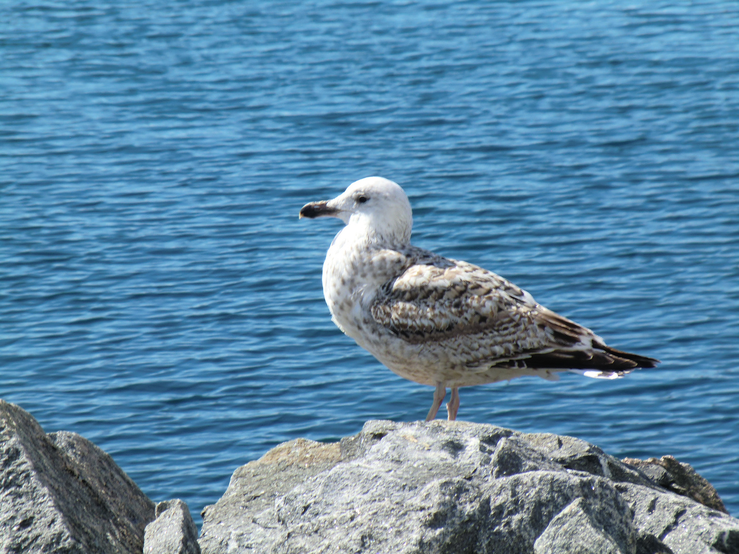 Albatros - Norwegen