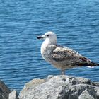 Albatros - Norwegen