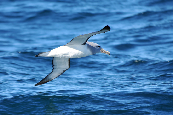 Albatros Reale - Royal Albatros