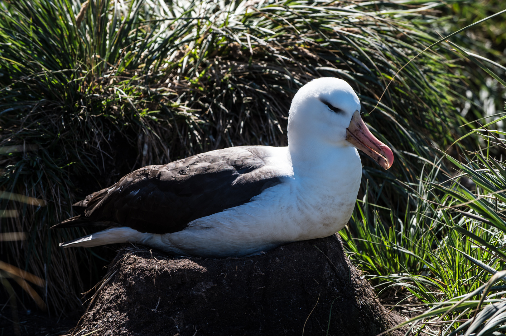 Albatros, seit Generationen genutztes Nest