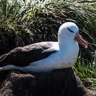 Albatros, seit Generationen genutztes Nest