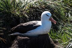 Albatros, seit Generationen genutztes Nest