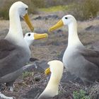 Albatros-Treffen