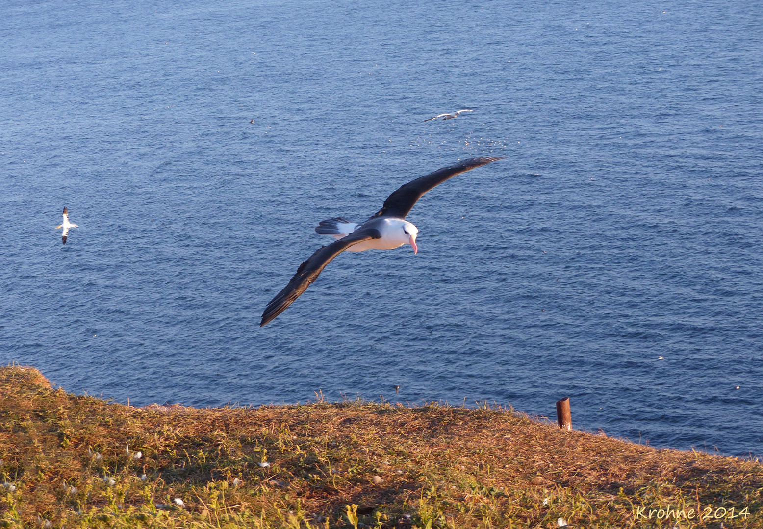 Albatros über Helgoland