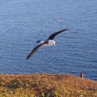 Albatros über Helgoland