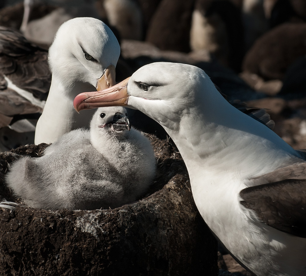 Albatros und Albatrine bei der Kindererziehung