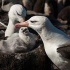 Albatros und Albatrine bei der Kindererziehung