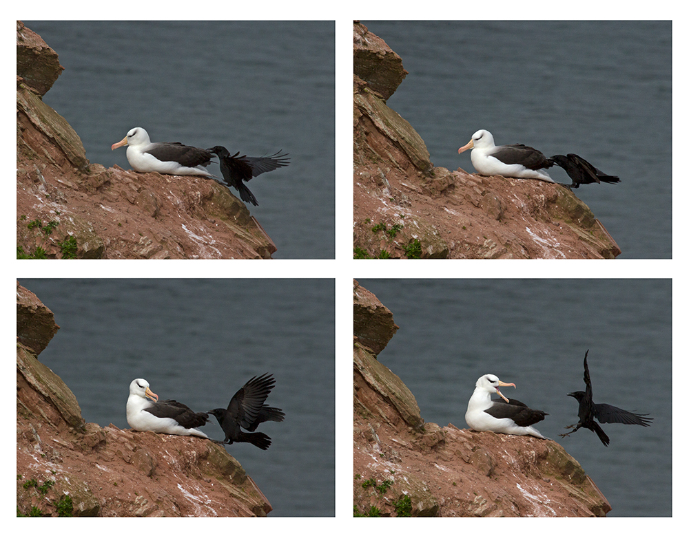 Albatros und Kraehe - Helgoland 