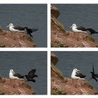 Albatros und Kraehe - Helgoland 