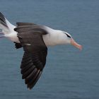 Albatros vor Helgoland