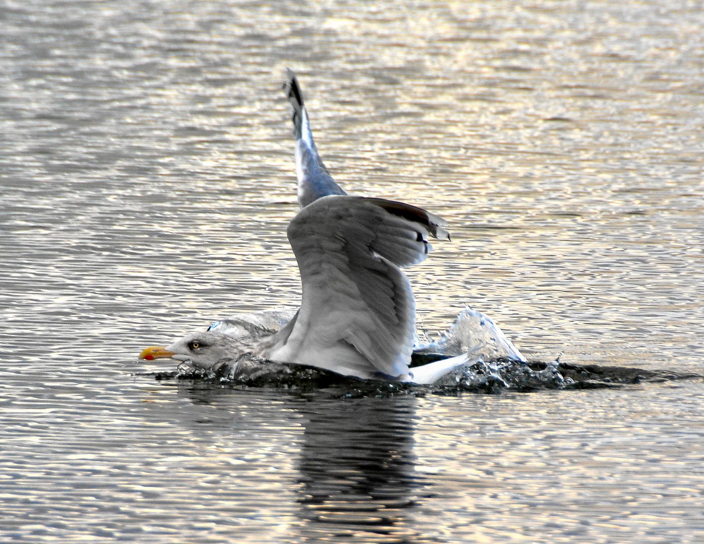 ...Albatroslandung