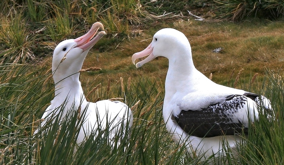 Albatrospaar