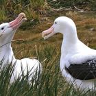 Albatrospaar