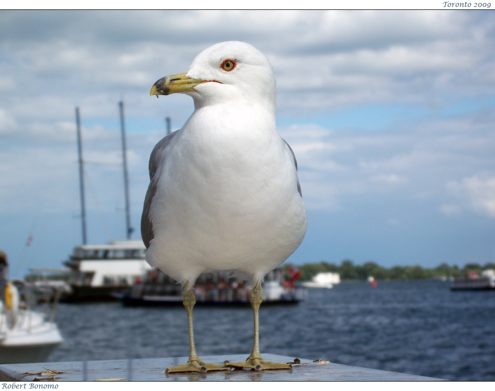 Albatross