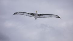 Albatross 6 m Spannweite