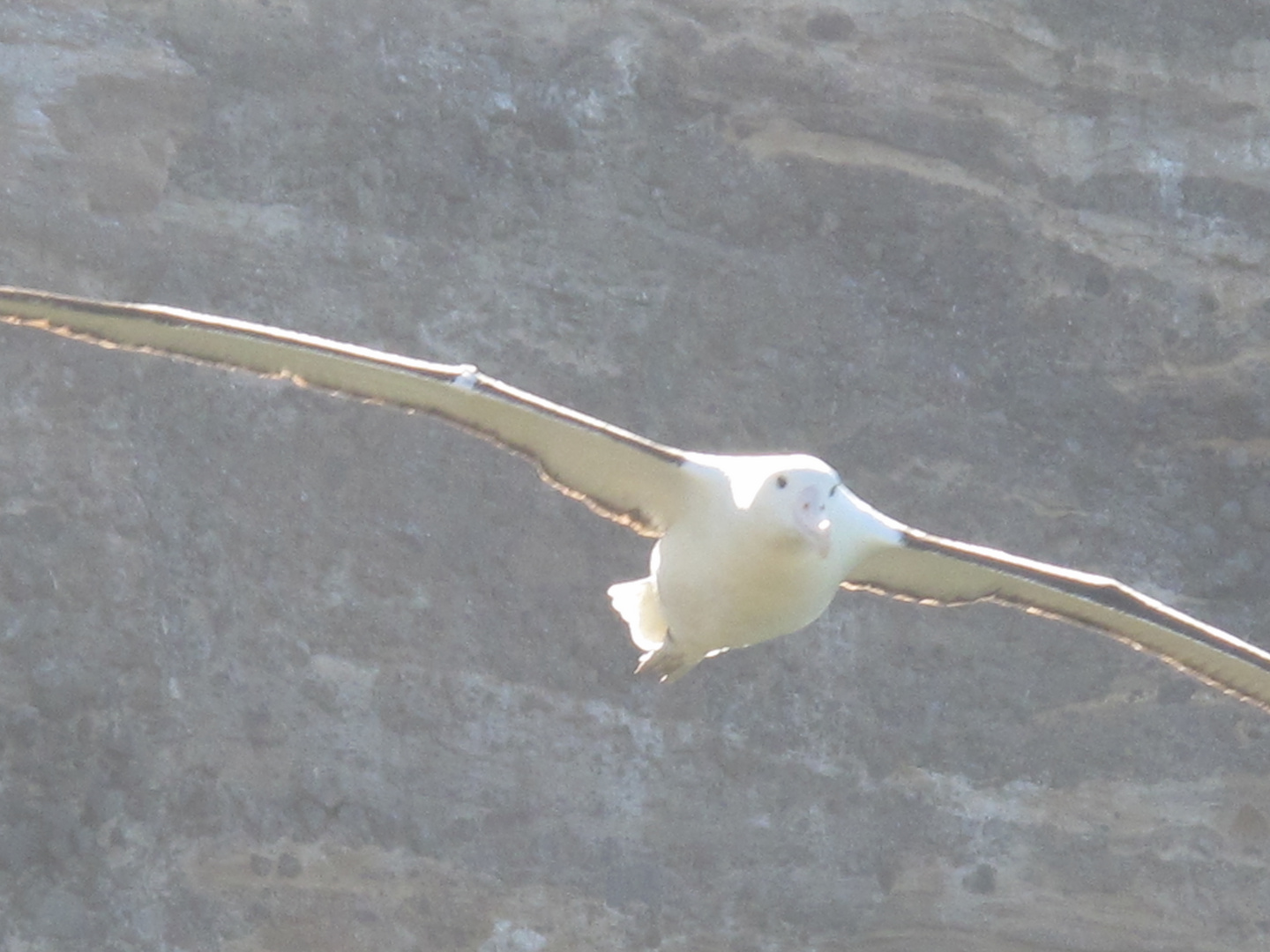 Albatross Foto & Bild tiere, wildlife, wild lebende vögel Bilder auf