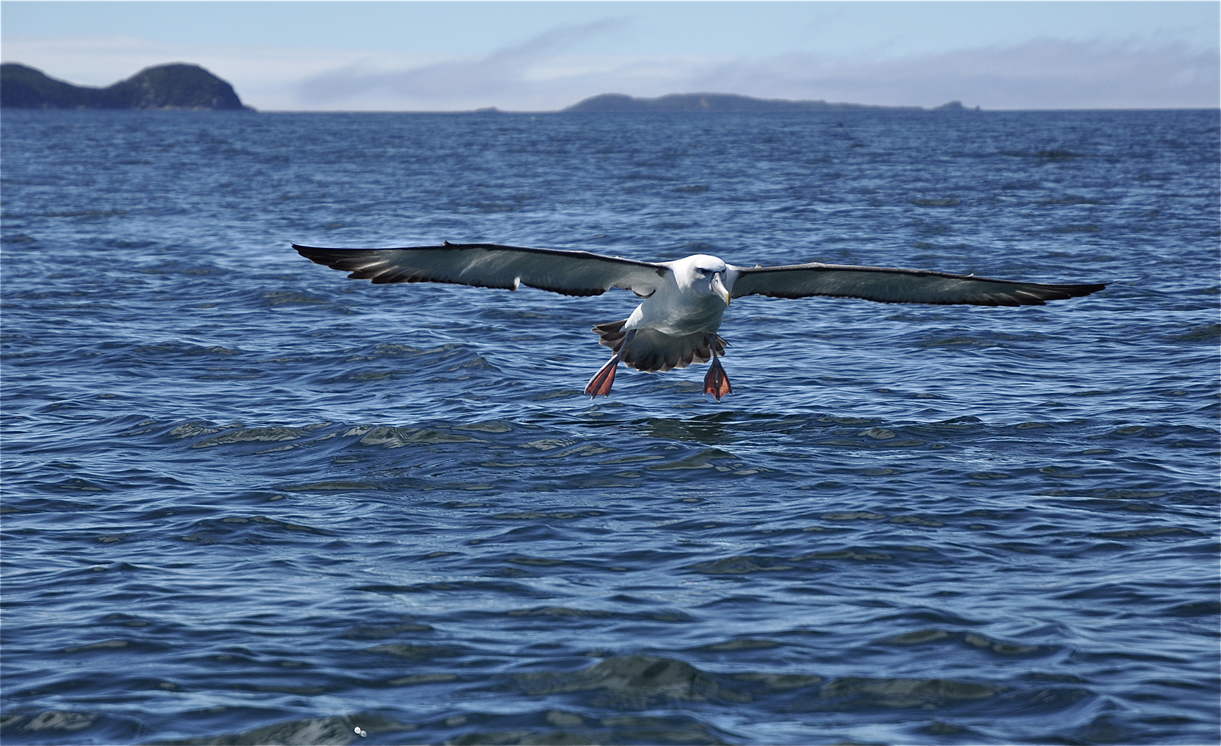 ALBATROSS