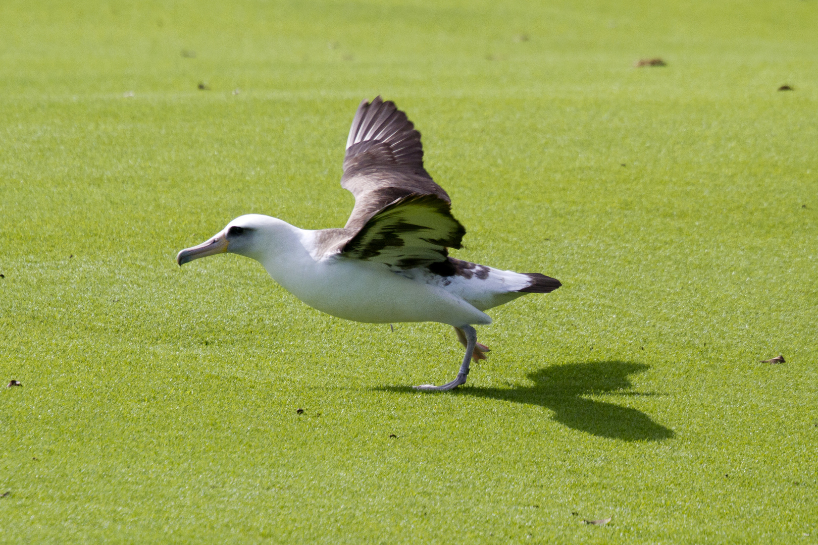 Albatross beim Starten