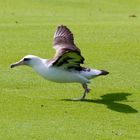 Albatross beim Starten