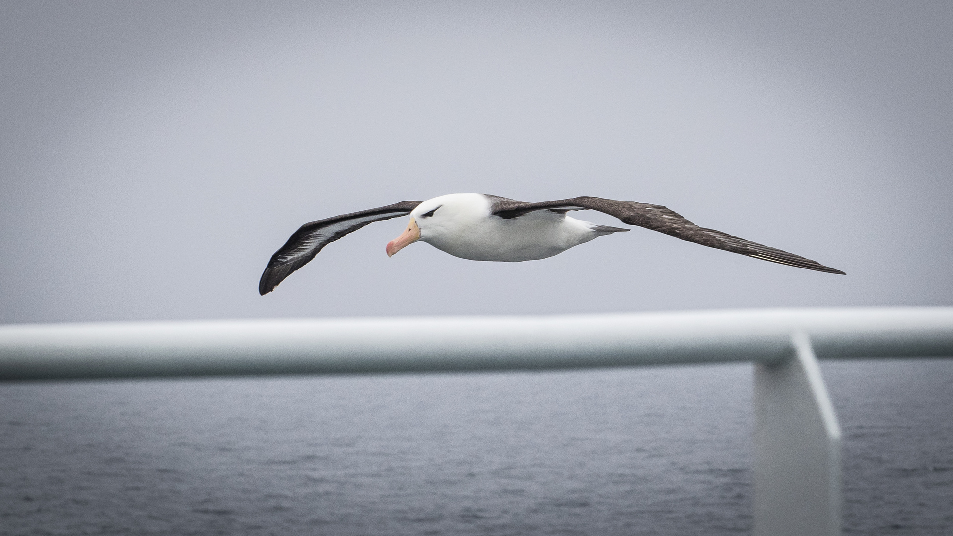 Albatross