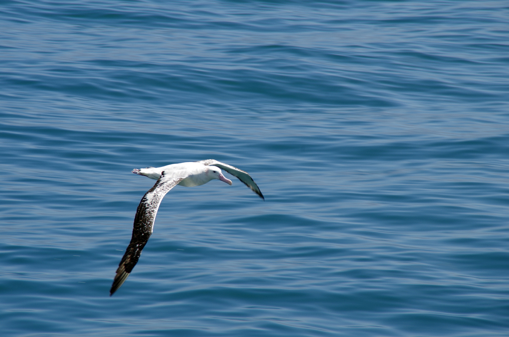 Albatross