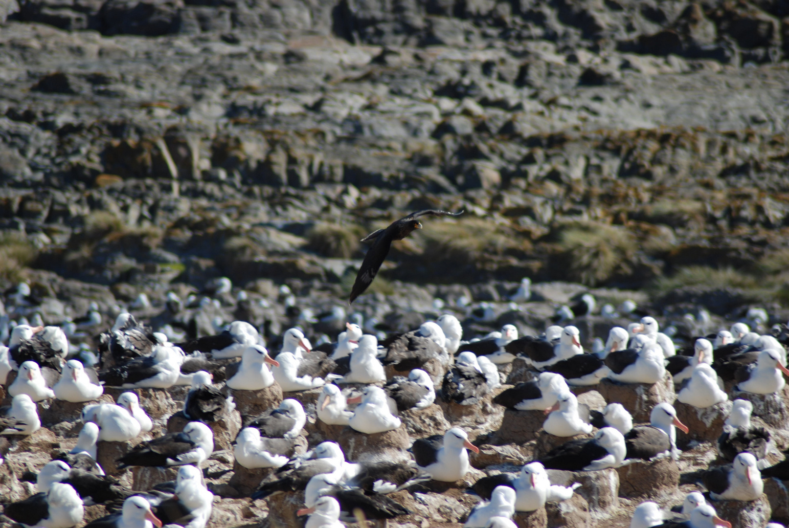 Albatross Falklands