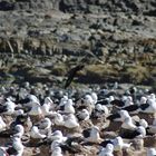 Albatross Falklands