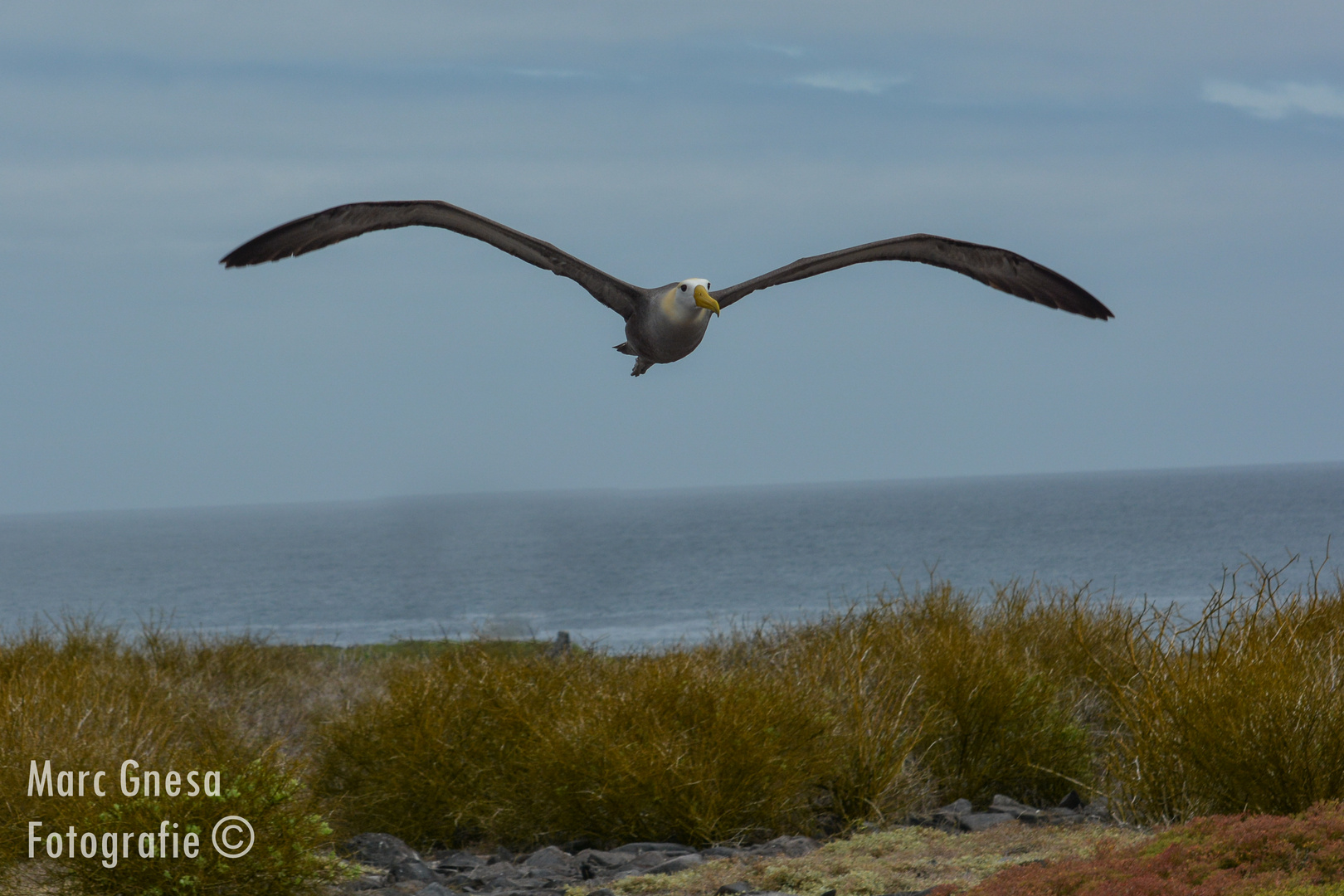 Albatross im Anflug