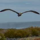 Albatross im Anflug