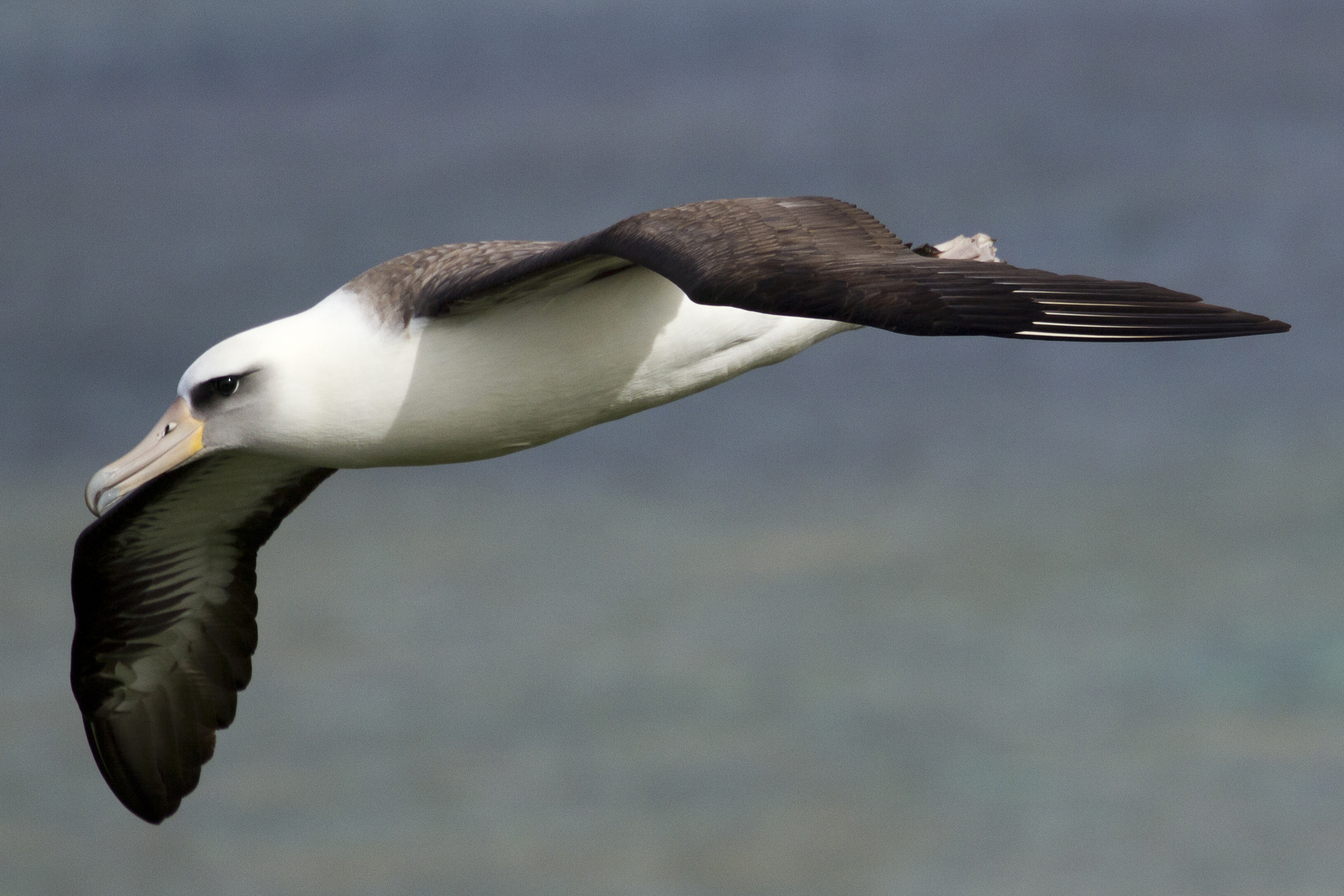 Albatross im Flug