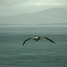 Albatross im Sturm