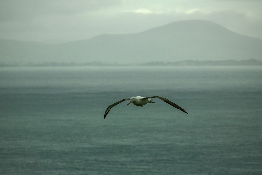 Albatross im Sturm