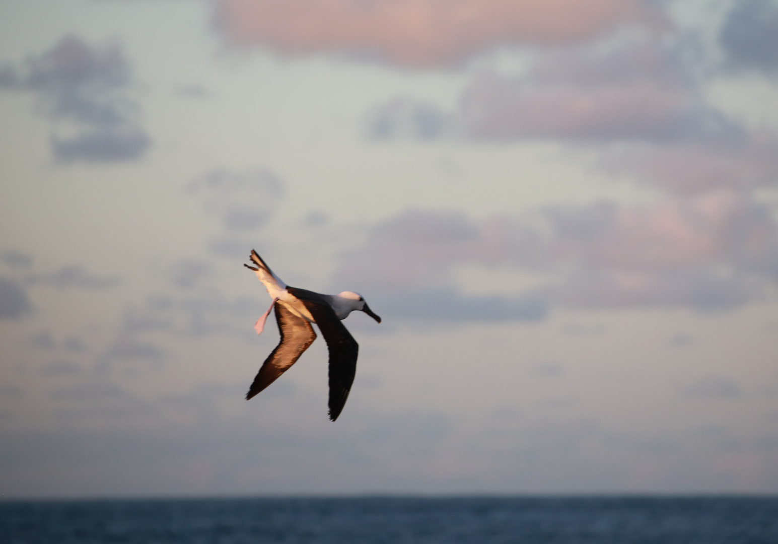 Albatross im Südatlantik