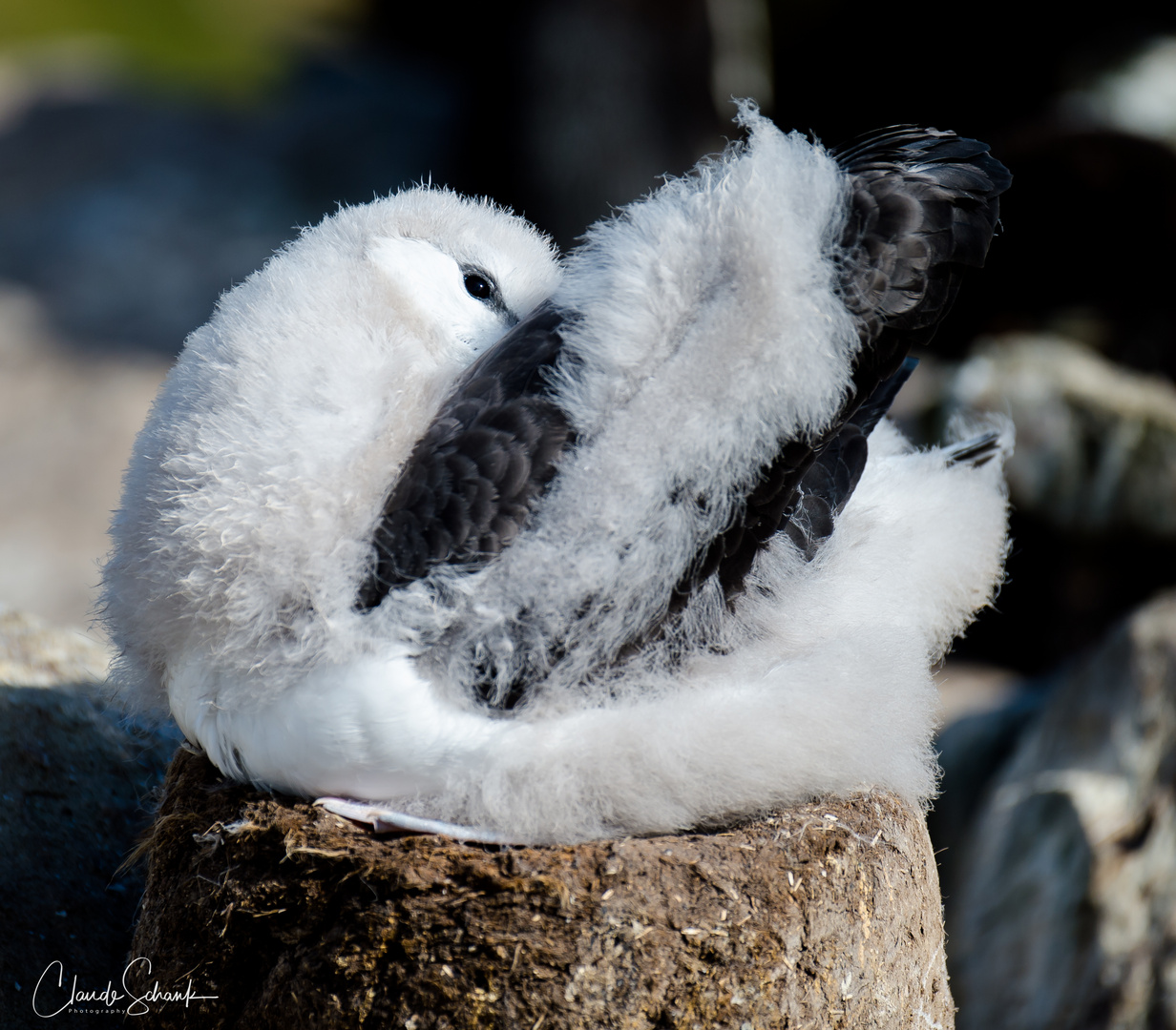 Albatross in der Mauser