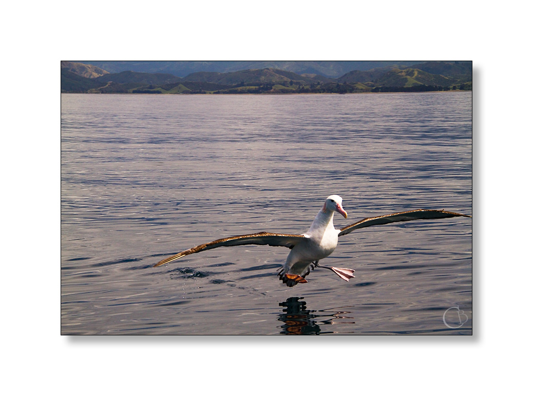 Albatross landing