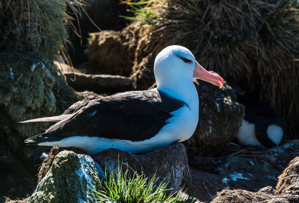 Albatross, sog Mollymauk