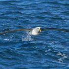Albatross-Stewart Island