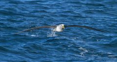 Albatross-Stewart Island